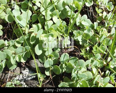 Pink Mongolian Stonecrop (Hylotelephium ewersii) Stock Photo