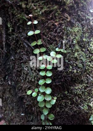 climbing rātā (Metrosideros perforata Stock Photo - Alamy