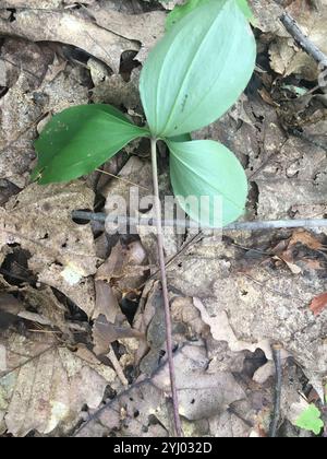 Large Whorled Pogonia (Isotria verticillata) Stock Photo