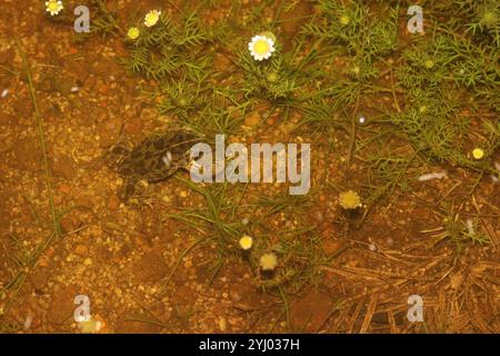 Sand Toad (Vandijkophrynus angusticeps Stock Photo - Alamy
