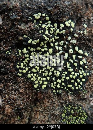 lemon map lichen (Rhizocarpon macrosporum Stock Photo - Alamy