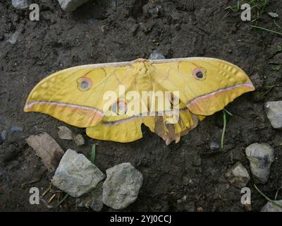 Japanese Silk Moth (Antheraea yamamai) Stock Photo