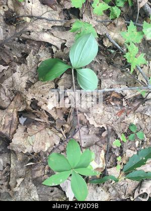 Large Whorled Pogonia (Isotria verticillata) Stock Photo