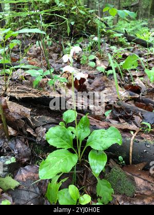 shinleaf (Pyrola elliptica Stock Photo - Alamy