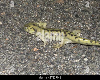 Blotched Tiger Salamander (Ambystoma mavortium melanostictum) Stock Photo