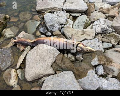 Lake Sturgeon (Acipenser fulvescens) Stock Photo