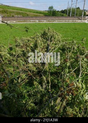 Ash Key Gall Mite (Aceria fraxinivora Stock Photo - Alamy
