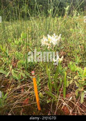 White-fringed Orchid (Platanthera blephariglottis) Stock Photo