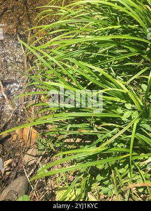 eastern rough sedge (Carex scabrata) Stock Photo