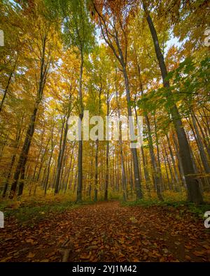 Looking up through a forest canopy in autumn, with trees displaying vibrant shades of green, yellow, and orange. The leaves create a warm, colorful ce Stock Photo