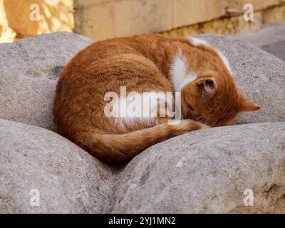 Cute red cat sleeping on the stone in the garden. Striped cat Stock Photo