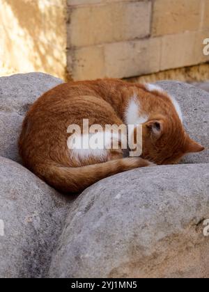 Cute red cat sleeping on the stone in the garden. Striped cat Stock Photo