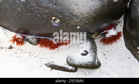 Beadlet Anemone [ Actinia equina ] in sandy rockpool, UK Stock Photo