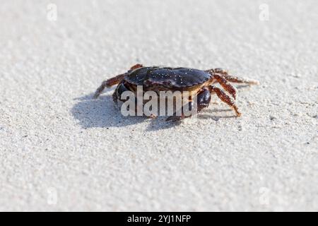 Juvenile Edible crab [ Cancer pagurus ] on sand Stock Photo