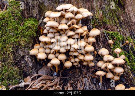 Mushroom ecosystem. Mushroom collective, symbiotic fungal and moss tapestry on a weathered log. Flourishing fungal community adorning a mossy tree Stock Photo
