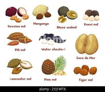Cartoon uncommon, unusual and unique nuts, vector food. Black walnut, water chestnut, mongongo, coco de mer and exotic kukui, pine, pili, gevuina, lancaster and tiger nuts, dried seeds and nutshells Stock Vector