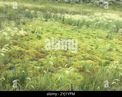 water mudwort (Limosella aquatica) Stock Photo