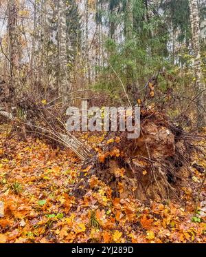 Fallen Tree with Exposed Roots in Autumn Forest Covered in Leaves. High quality photo Stock Photo