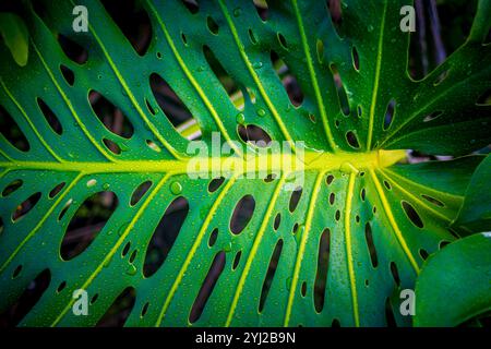 Close-up of a Monstera leaf, from the Monstera deliciosa or cheese plant with distinctive split and hole patterns, also known as fenestrations Stock Photo
