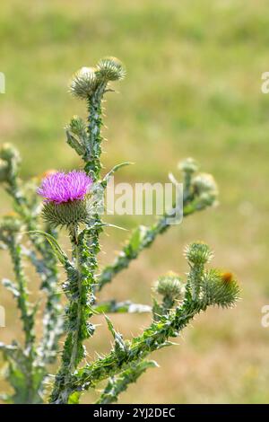 Blessed thistle flowers in a field, close up. St. Mary's thistle blooms in a meadow. Herbal medicine Silybum marianum, Maria's thistle, Mary's thistle Stock Photo