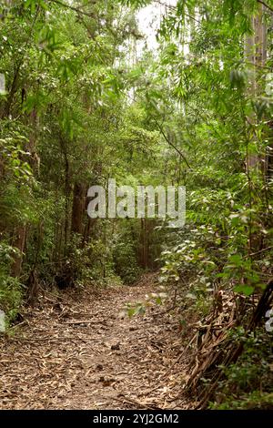 A narrow dirt trail meanders through a dense forest with lush green foliage, Portugal Stock Photo