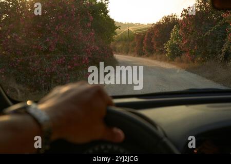 Close-up view of a man's arm with a wristwatch driving a car on a countryside road surrounded by lush pink flowers at sunset Stock Photo