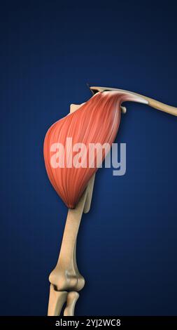 Highlighted Deltoid Muscle with Upper Limb Stock Photo