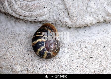 Close up view on a common land Snail Stock Photo