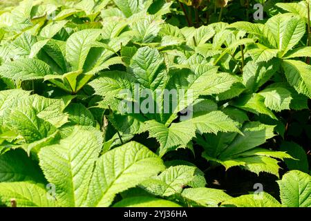 Rodgersia flowering plant in garden. Close up Stock Photo