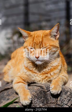Ginger cat sunbathing in a garden. Cat relaxing outside on a sunny day. Stock Photo