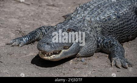Close-up of alligator with teeth showing, Colorado Gators Reptile Park, near Mosca, Colorado Stock Photo