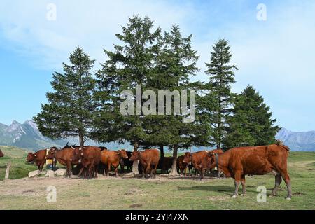 Herd of Salers Cattle Grazing on Summer Pasture or Mountain Pastureland in the Pyrenees Mountains France Stock Photo