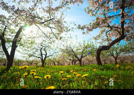 Apple orchard in spring, apple trees and dandelions in bloom Stock Photo