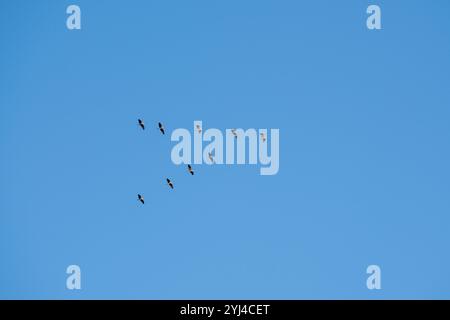 Flock of birds against blue sky migrating to warm country for wintering. Nature and animals. View from below Stock Photo