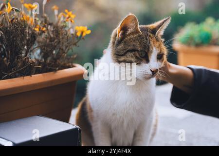 A sad red-and-white cat is being stroked Stock Photo