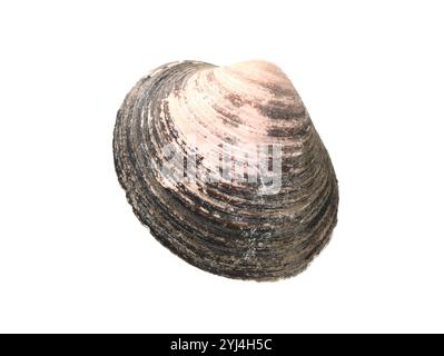Ocean quahog Arctica islandica seashell on white background Stock Photo