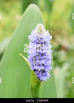 Aquatic plant pickerelweed Pontederia cordata blue flower Stock Photo