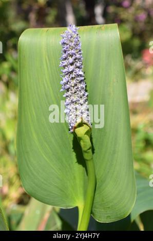 Aquatic plant pickerelweed Pontederia cordata blue flower bud Stock Photo