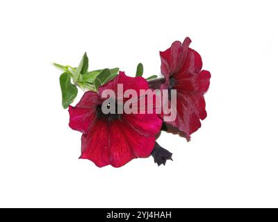 Close up on red Petunia flowers on a white background Stock Photo