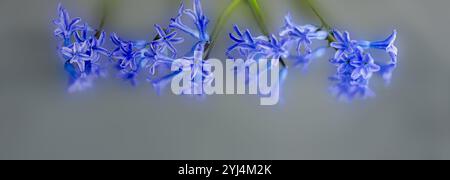 Fresh early spring hyacinth bulbs, grown in garden. Flowerbed with hyacinths. Spring time Stock Photo