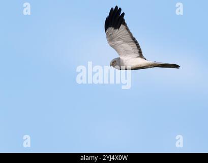 Male Hen Harrier (Circus cyaneus) in flight against a blue sky over Norfolk Stock Photo