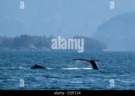 Alaska, Stika, Sitka Sound, Humpback whales. Stock Photo