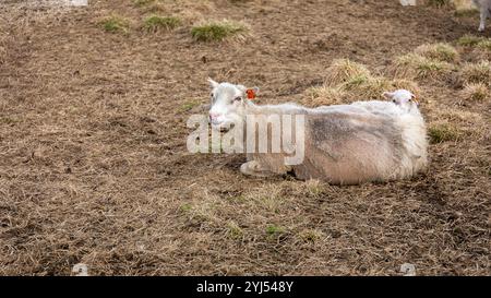 Icelandic white sheep ewe with a lamb lying on grass in a farm near Studlagil canyon, Iceland. Stock Photo