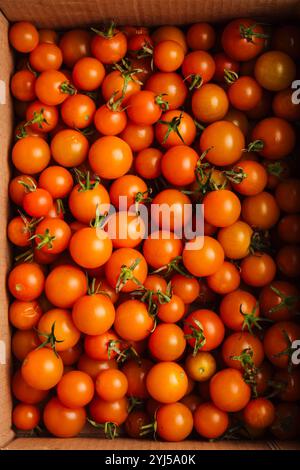 Fresh orange cherry tomatoes in a cardboard box Stock Photo