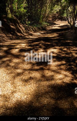 A path in the woods with a shadow on the ground. The shadow is large and dark, creating a sense of depth and mystery Stock Photo