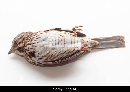 Deceased song sparrow, Melospiza melodia, after a window strike, photographed on white background Stock Photo