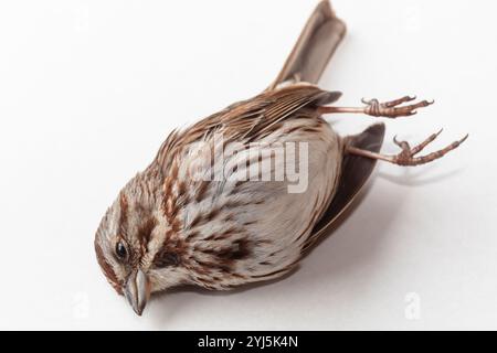 Deceased song sparrow, Melospiza melodia, after a window strike, photographed on white background Stock Photo