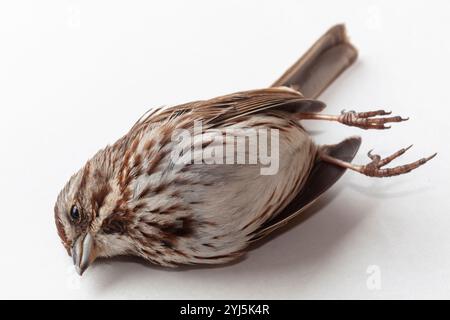 Deceased song sparrow, Melospiza melodia, after a window strike, photographed on white background Stock Photo