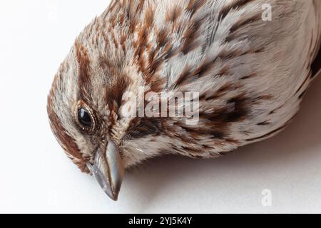 Deceased song sparrow, Melospiza melodia, after a window strike, photographed on white background Stock Photo