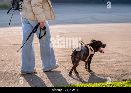 People walking with one dog. Brindle and white staffordshire terrier. Amstaff, stafford. Stock Photo